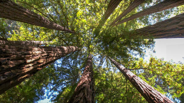 How Our Tree Care Process Works  in Perryton, TX